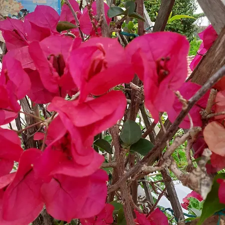 Il Gabbiano Apartment Viareggio